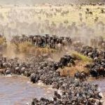 migration serengeti