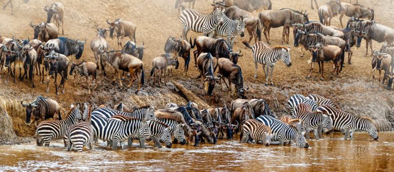 6 Days 5 Nights Wildebeest Migration Wildlife Safari In Tanzania