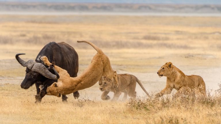 6 Days Tanzania Safari – Lake Manyara, Serengeti NP & Ngorongoro Crater