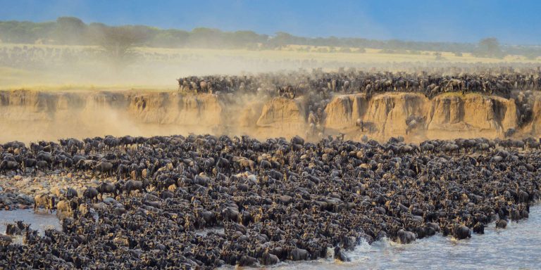 10 Days Serengeti wildebeest Migration