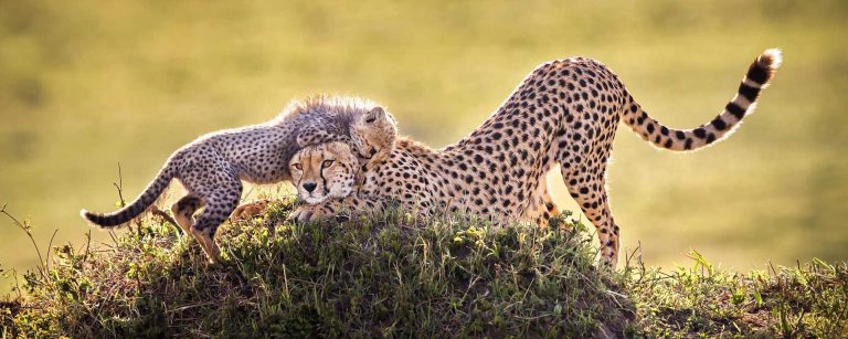 3 Days  Lake Mnayara, Tarangire NP & Ngorongoro Crater