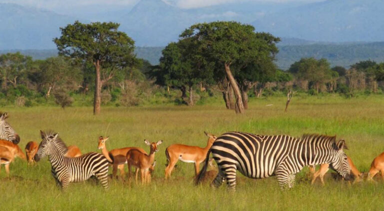 6- Days Wildlife Adventures Safari