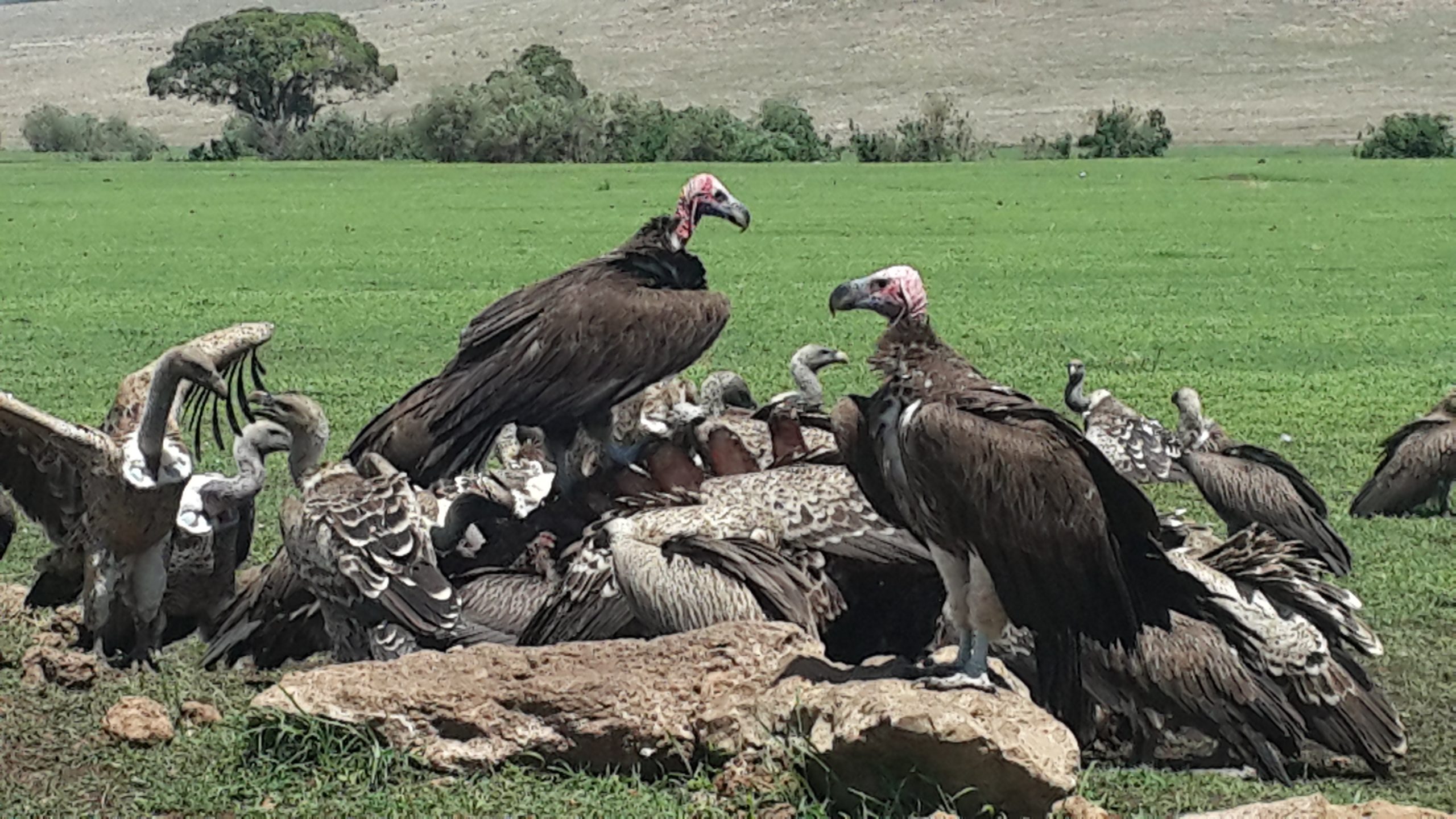 Tanzania