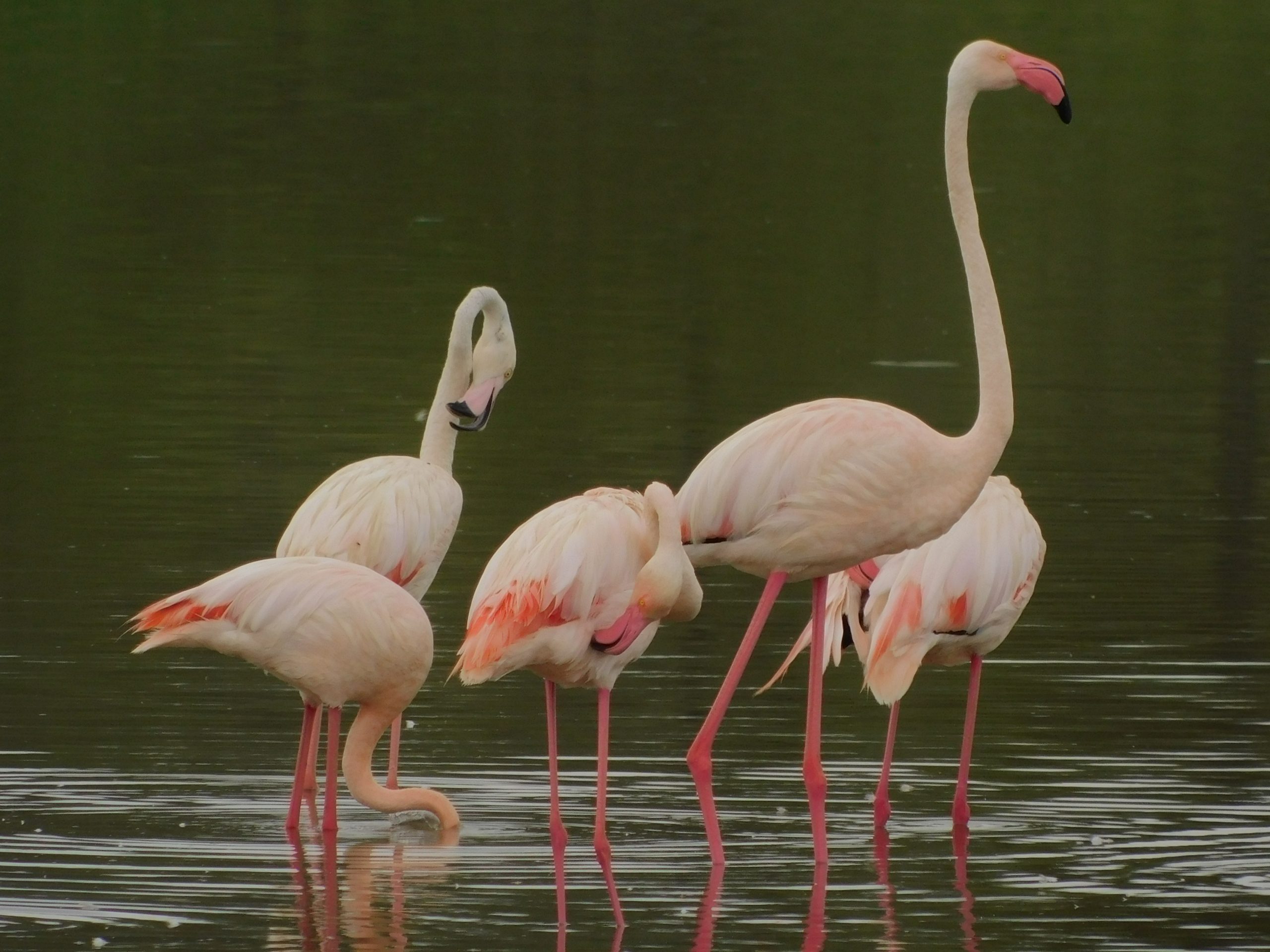 pink flamingos in Tanzania