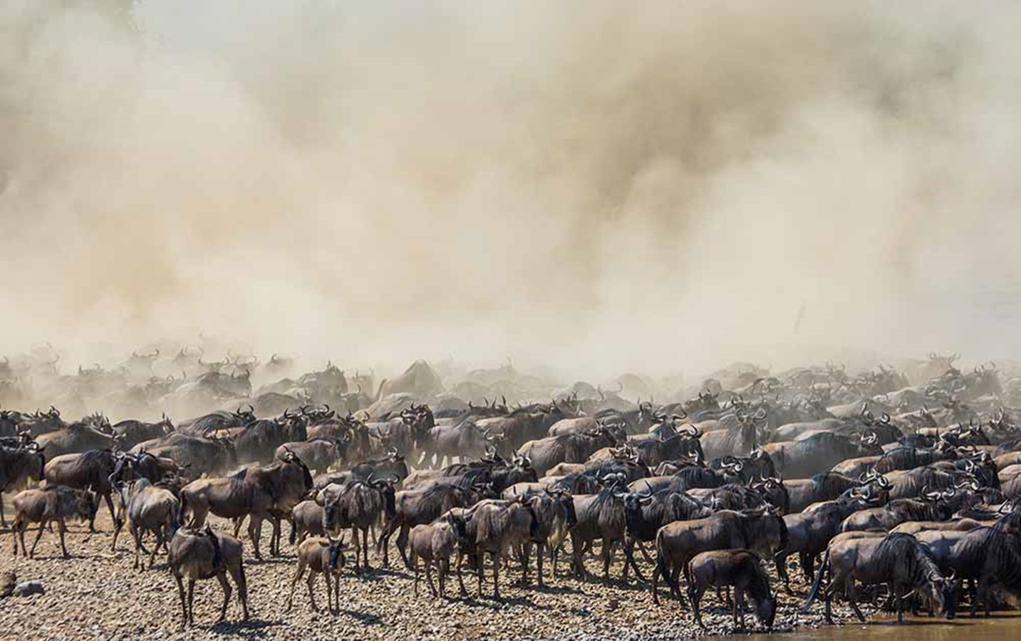 Serengeti migration