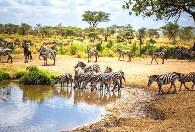 Practical-Information-For-Tanzania-Safari